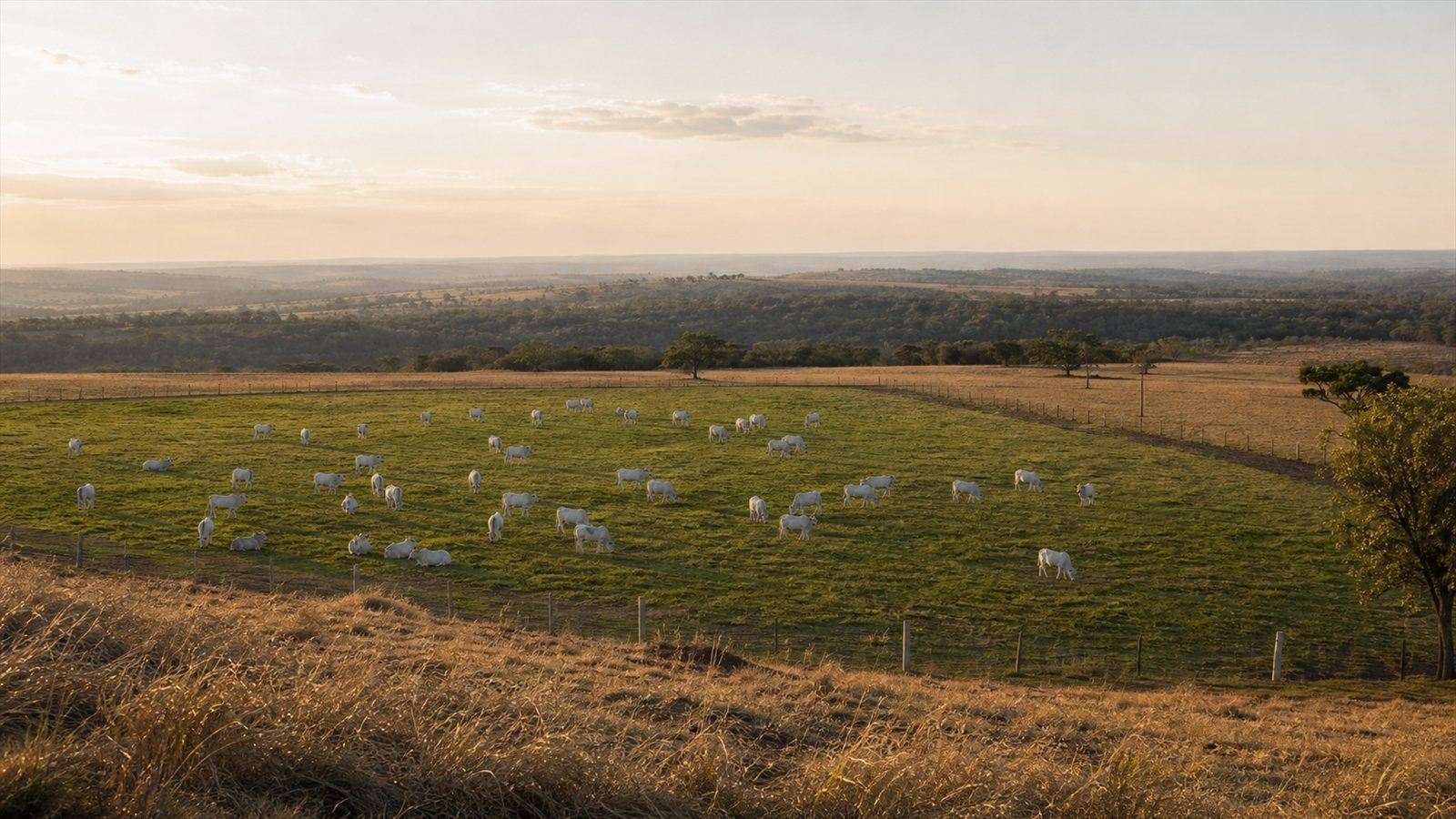 Pasto dividido em piquetes com gado Nelore, ilustrando a lotação por hectare